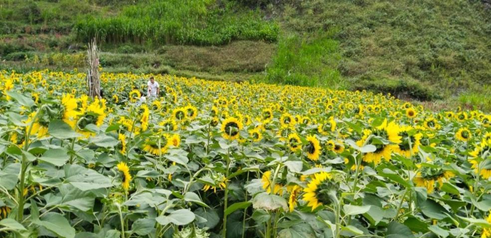 Nha Nghi Anh Van Dong Van  Exteriér fotografie